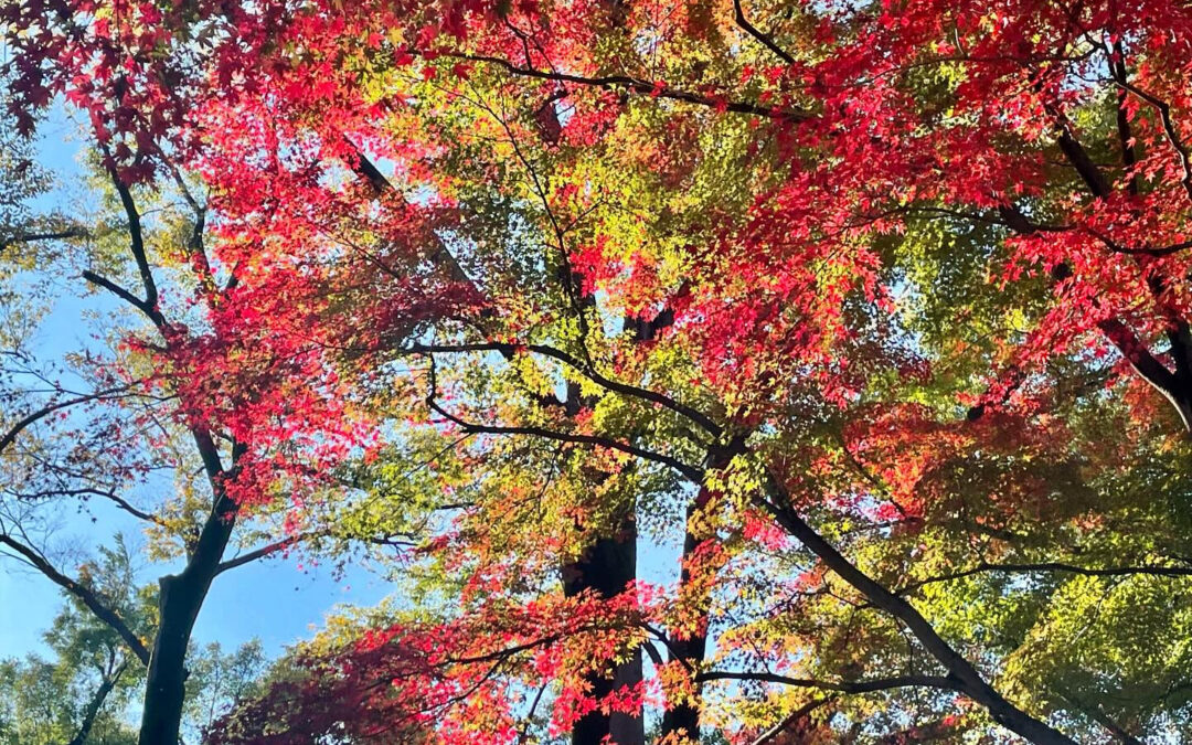 今日は三連休2日目なので日曜日ですが通常営業しておりまーす♪