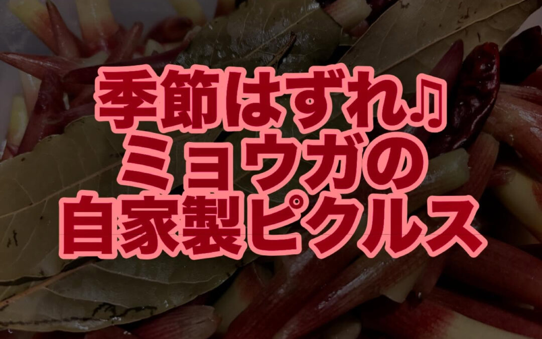 夏の終わりが定番の人気なミョウガの自家製ピクルス