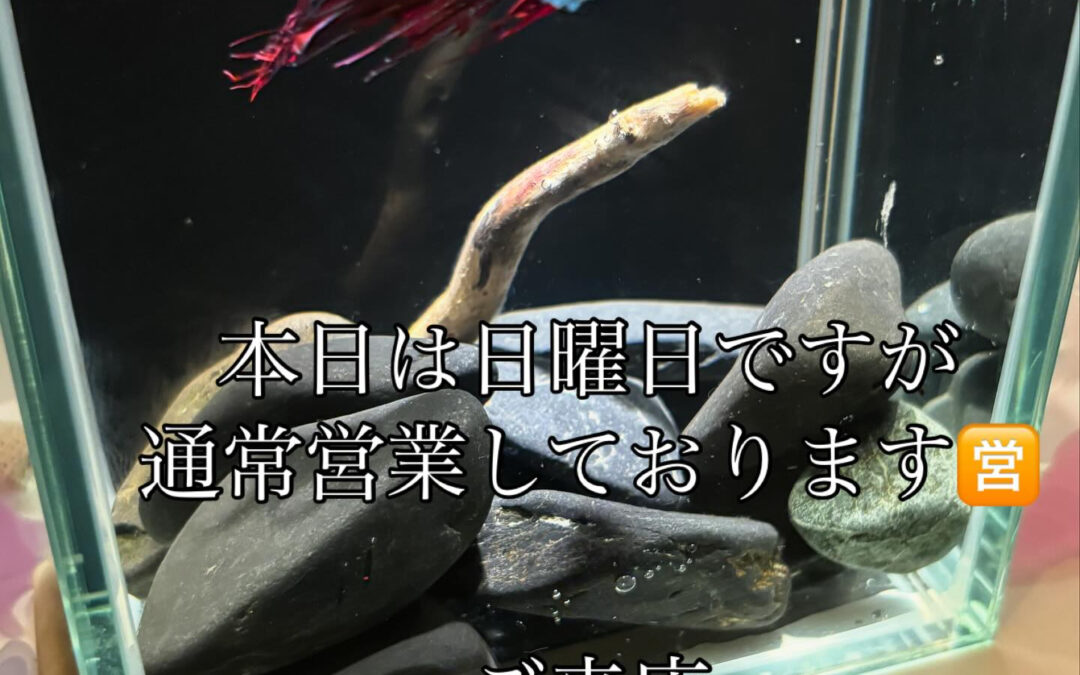 本日は日曜日ですが三連休中の為