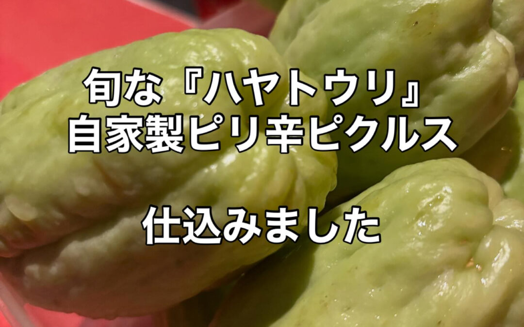 旬な『ハヤトウリ』の自家製ピリ辛ピクルス