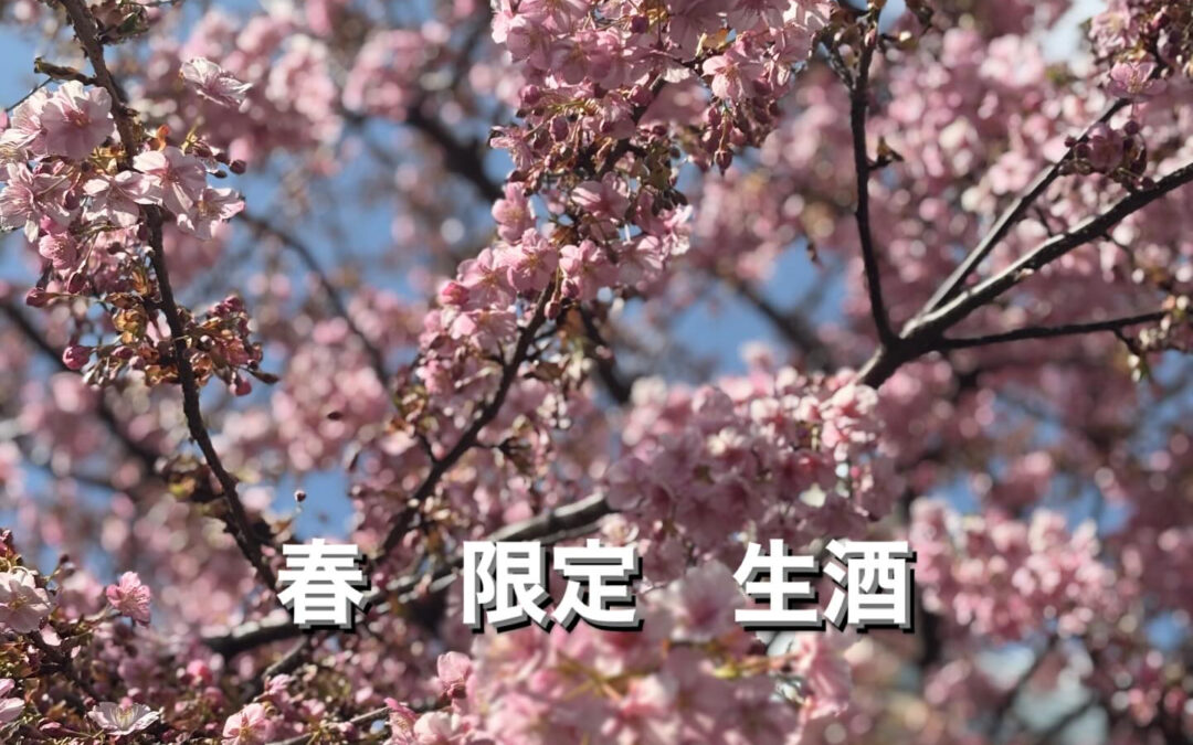 早咲きの桜も咲き始めました