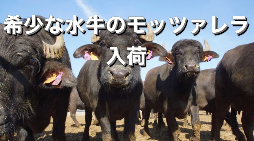 あまり出回らない水牛のモッツァレラチーズ