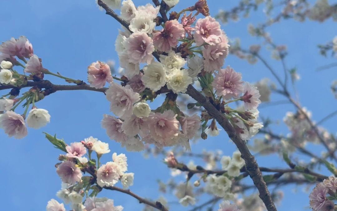東京も桜の開花宣言しましたね