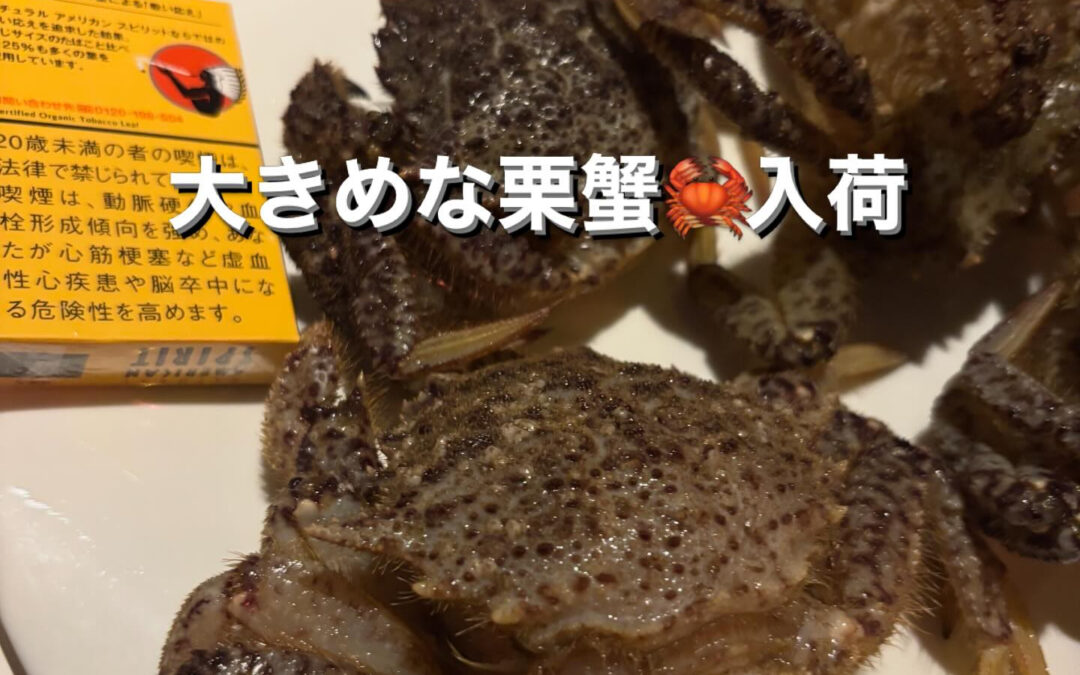大きめな栗蟹(毛蟹の仲間)入荷