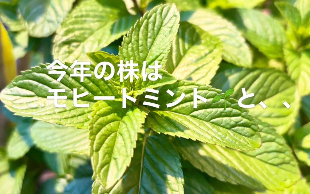 今年もちょっと前からミント育て始めてます