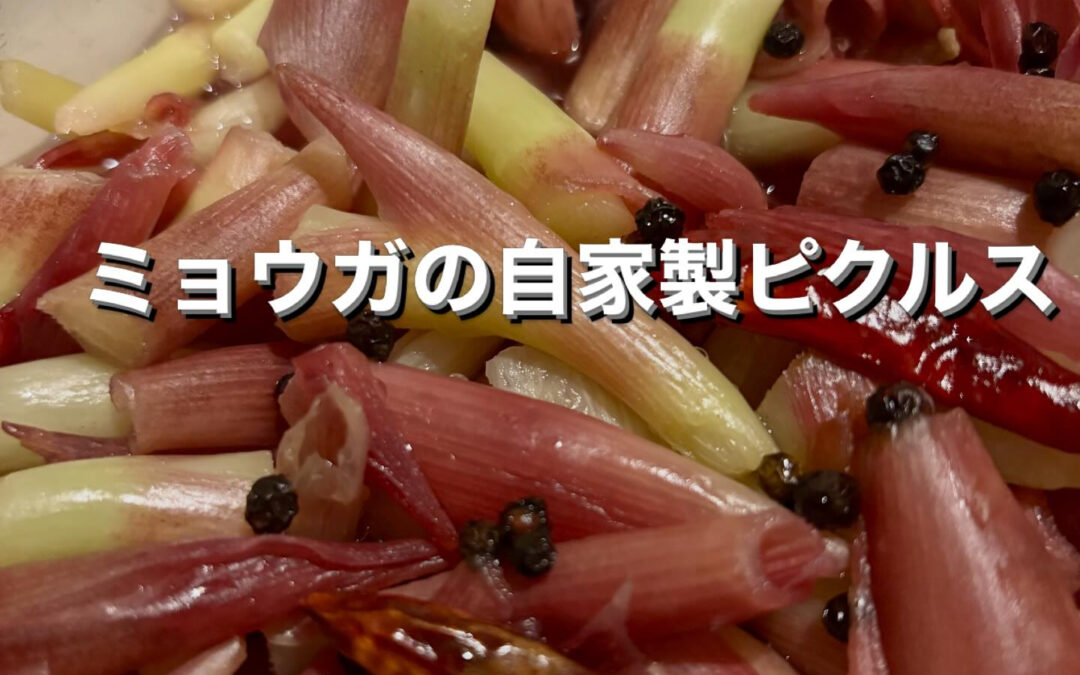 ミョウガの自家製ピクルス仕込みました