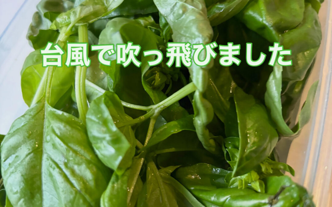 台風も過ぎてひと安心ですね‍