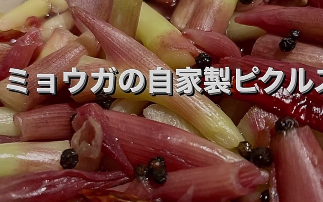 オススメ人気メニュー