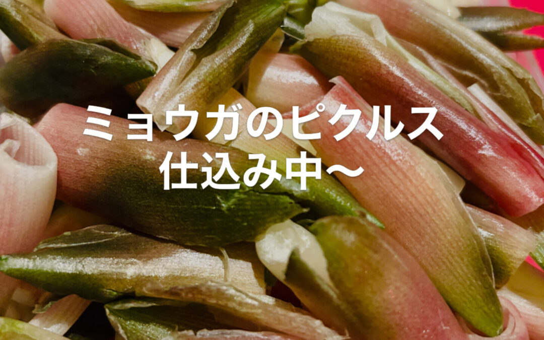 本日は日曜日ですが三連休中のため営業しております